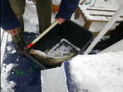 Cod Fishing23